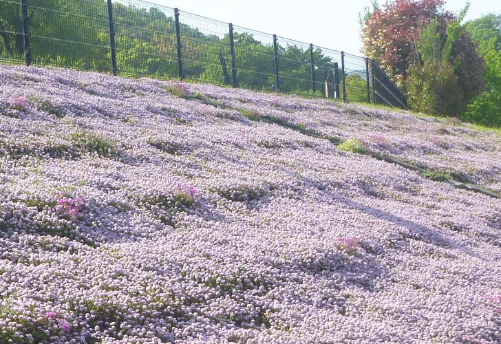 タイムロンギカリウス