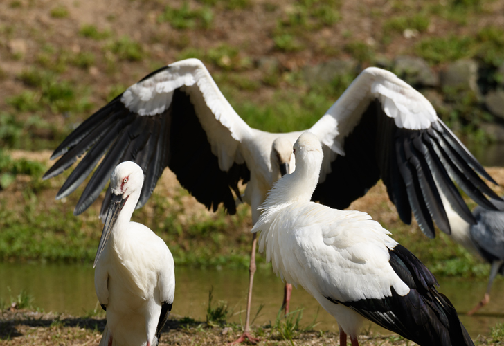 兵庫県立コウノトリの郷公園