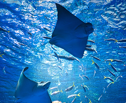 神戸須磨シーワールド